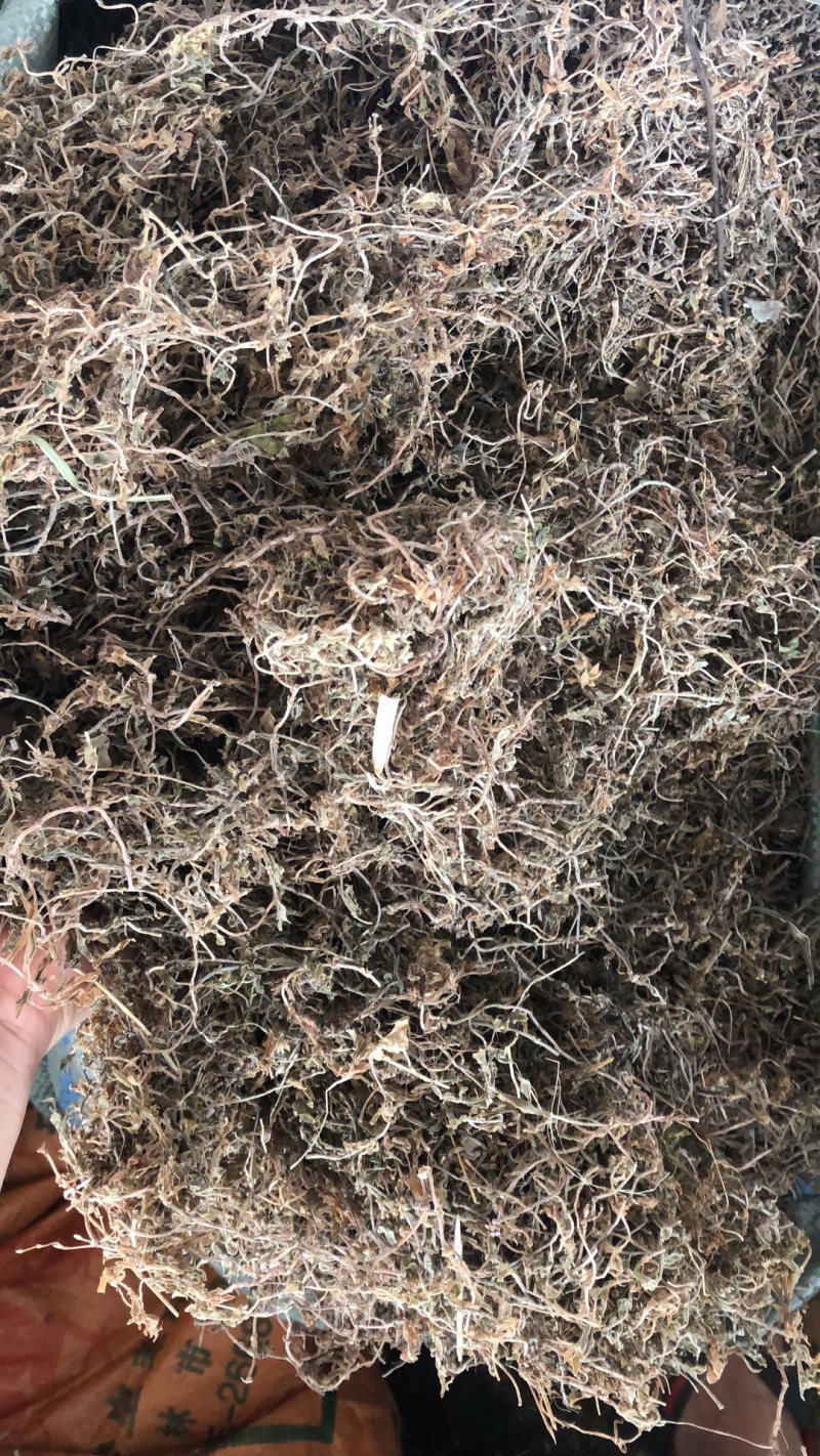 新货野生垂盆草条子物美价廉