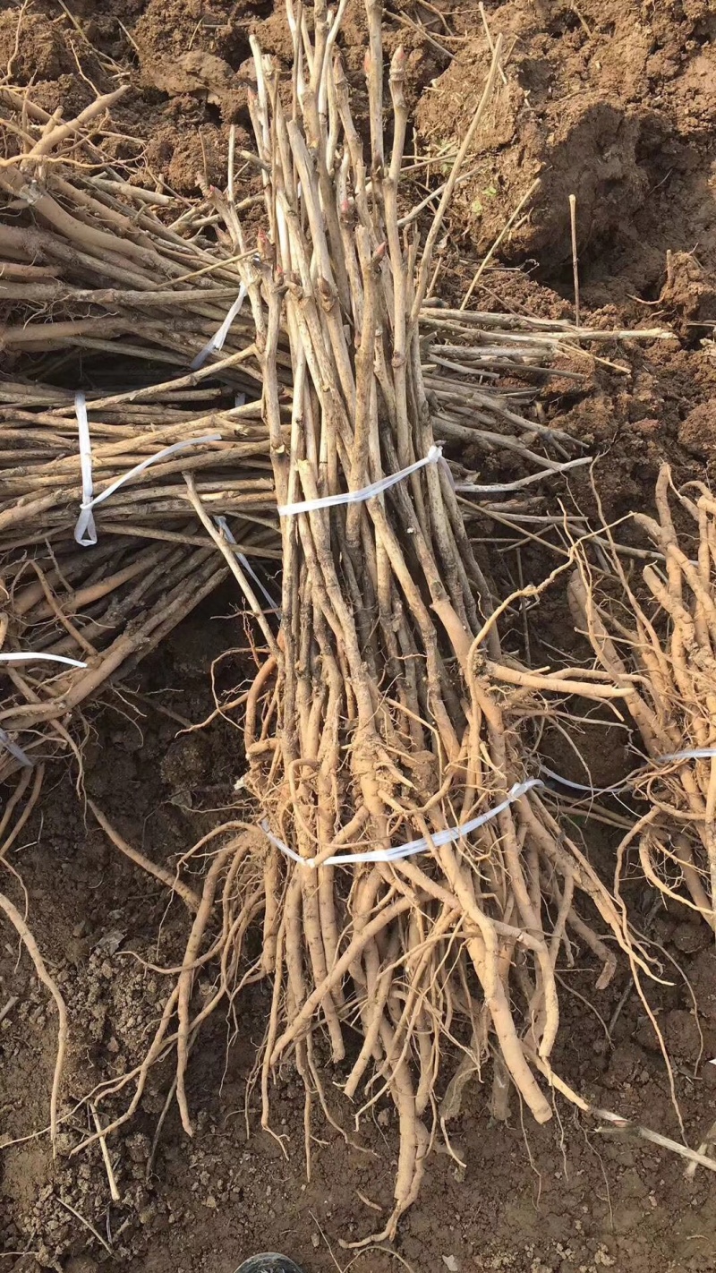 油用牡丹苗，白色凤单，三年苗
