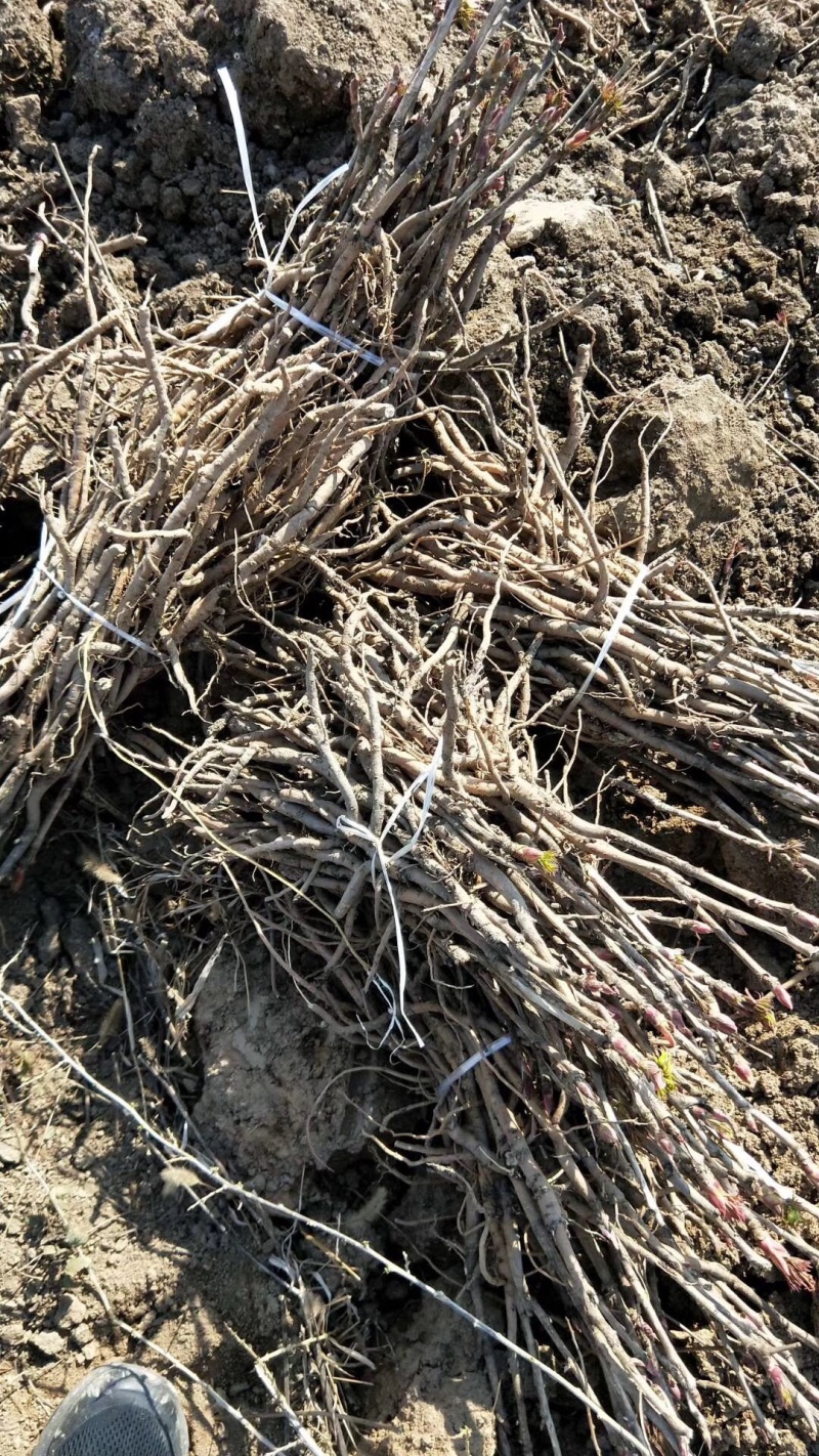 油用牡丹苗，白色凤单，三年苗