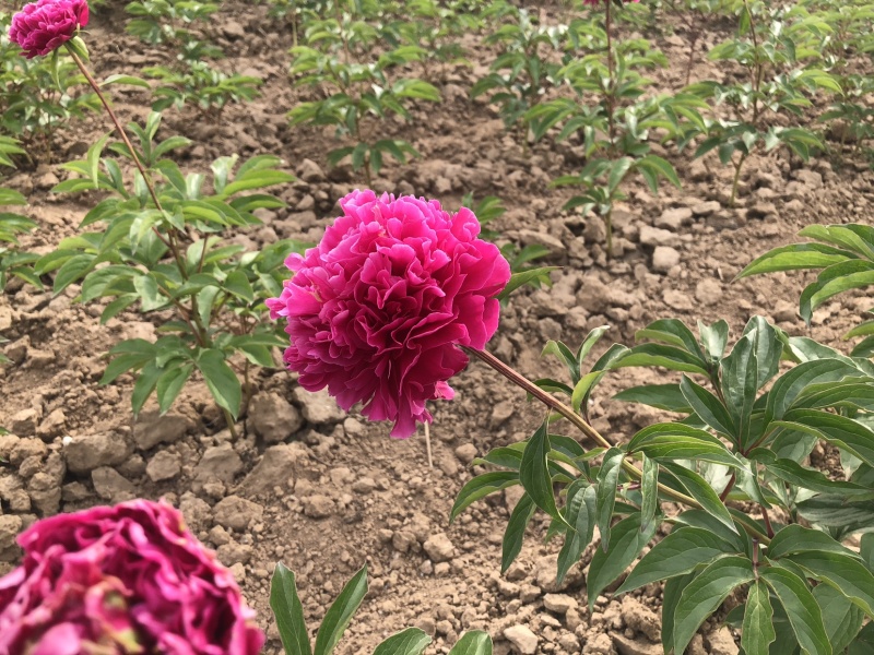 观赏芍药五月花神，花中宰相，品种齐全，花的对版。