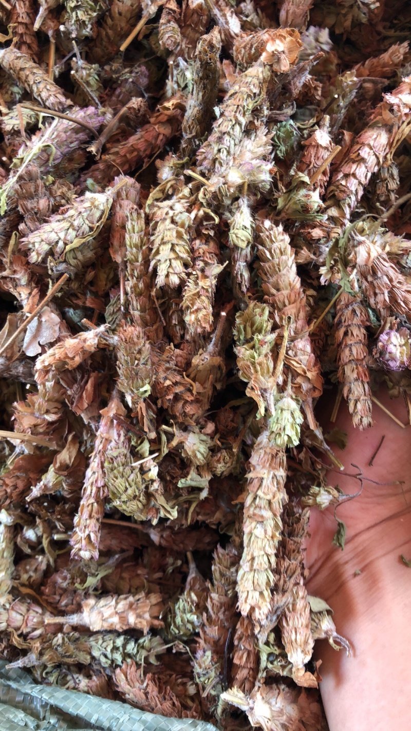 中药材新货夏枯球选货。大球好货非常好青绿