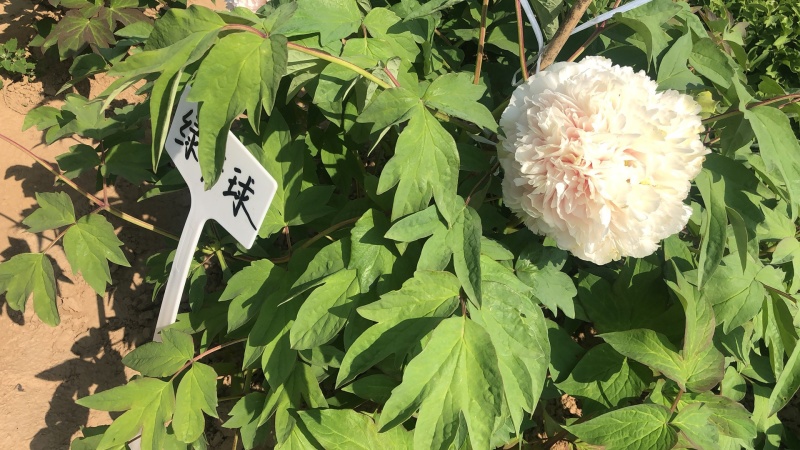 菏泽正品观赏牡丹花苗丛生苗精品色系链接