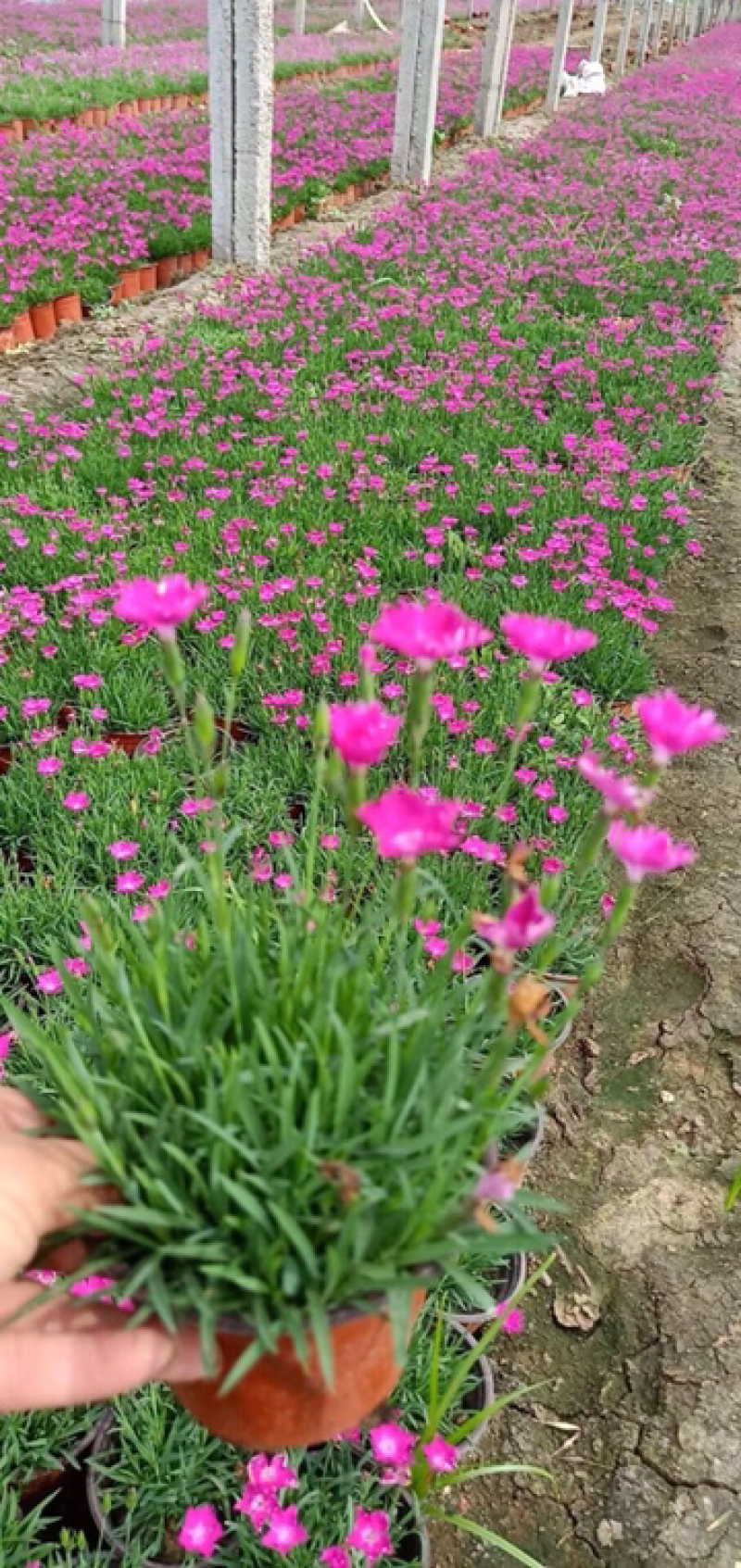 会开花的草坪，欧石竹