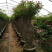 紫薇花瓶发货视频，高度1.5米花瓶骨架热销，月季造型设计
