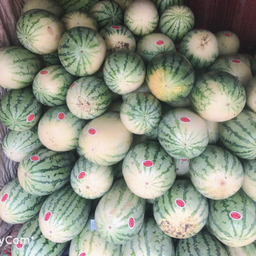 百万亩西瓜已上市、趕快砸單吧