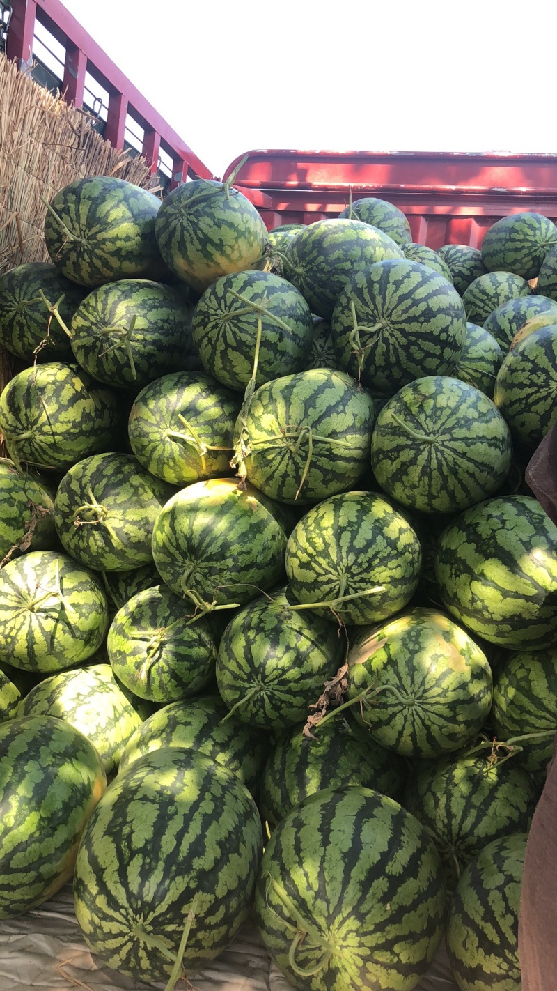 百万亩西瓜已上市、趕快砸單吧