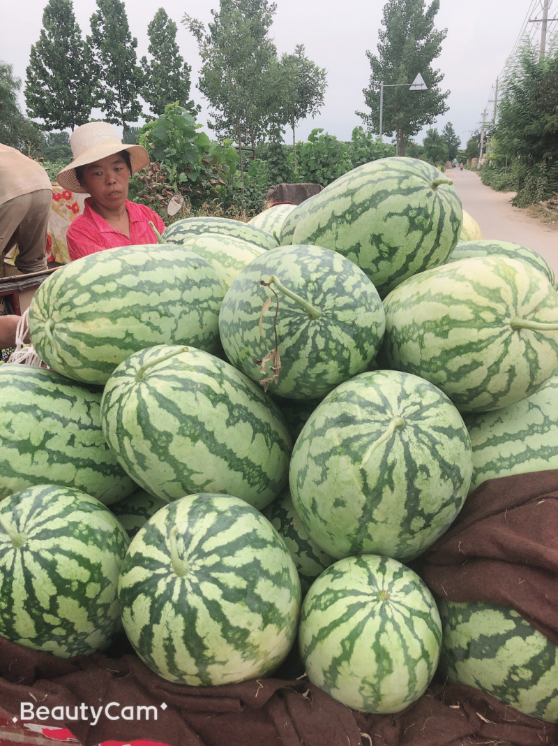 百万亩西瓜已上市、趕快砸單吧