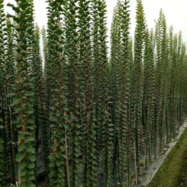 紫薇花瓶骨架，