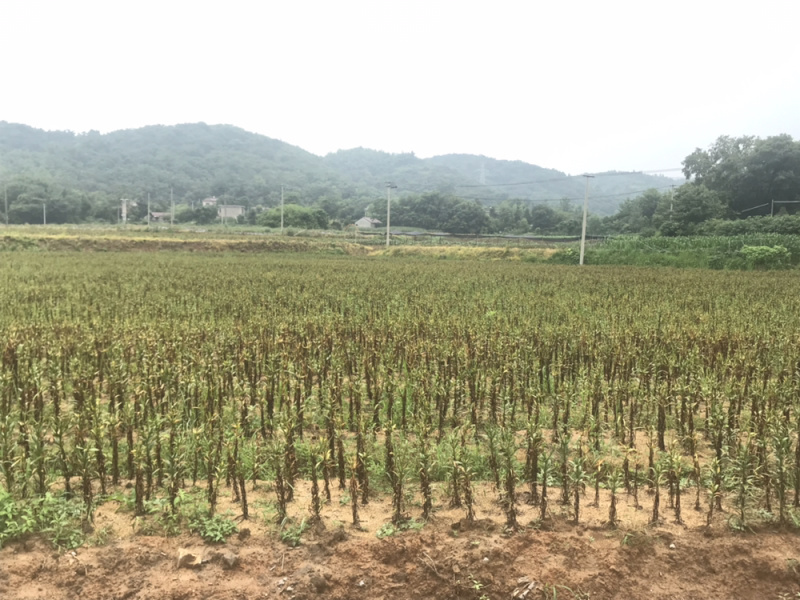皖南水果百合独头瓣大糯甜,可炒菜煲汤煮粥