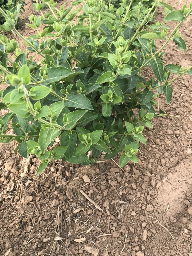 基地直销四季花金银花树