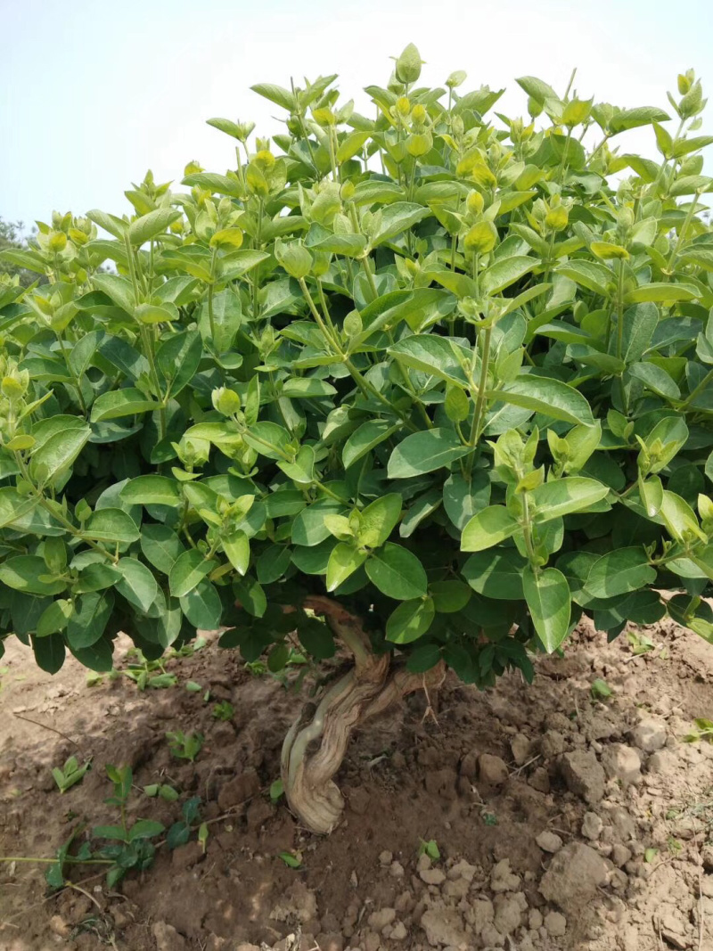 基地直销四季花金银花树