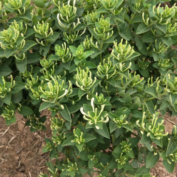 基地直销四季花金银花树