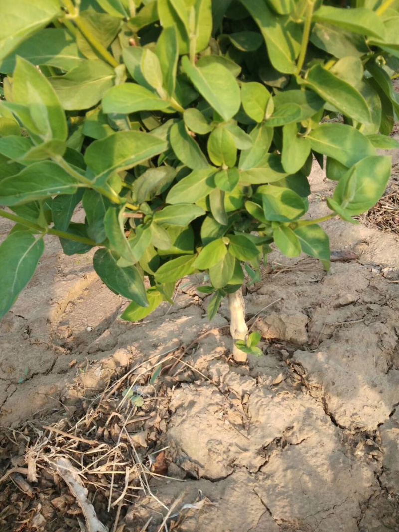 基地直销四季花金银花树