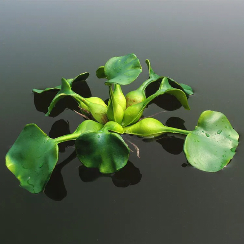 凤眼蓝水葫芦免费包邮养鱼养虾等必备量大提供发票