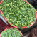凤眼蓝水葫芦免费包邮养鱼养虾等必备量大提供发票