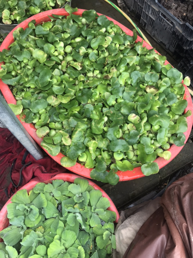 凤眼蓝水葫芦免费包邮养鱼养虾等必备量大提供发票