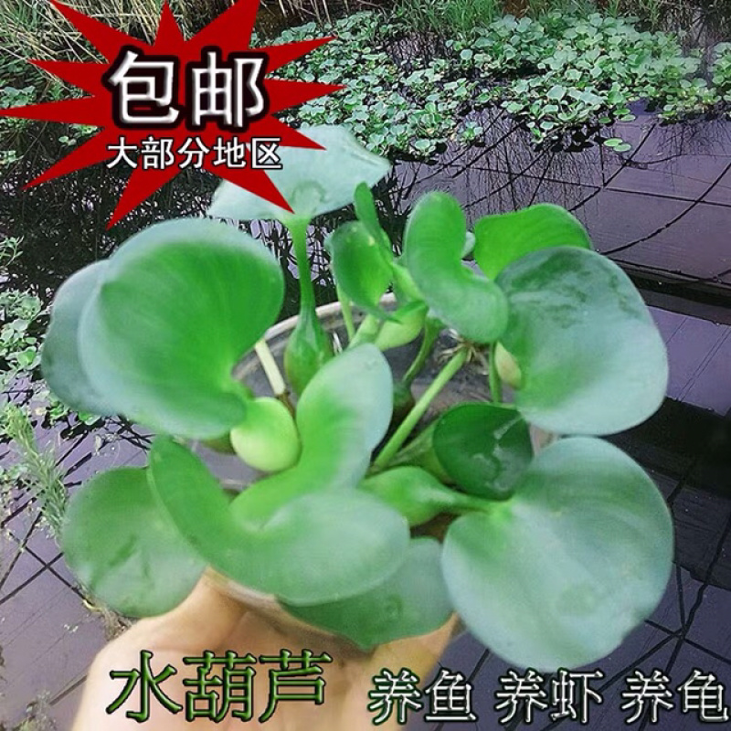 凤眼蓝水葫芦免费包邮养鱼养虾等必备量大提供发票