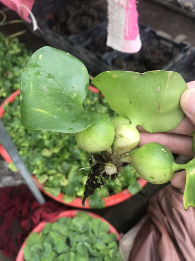凤眼蓝水葫芦免费包邮养鱼养虾等必备量大提供发票
