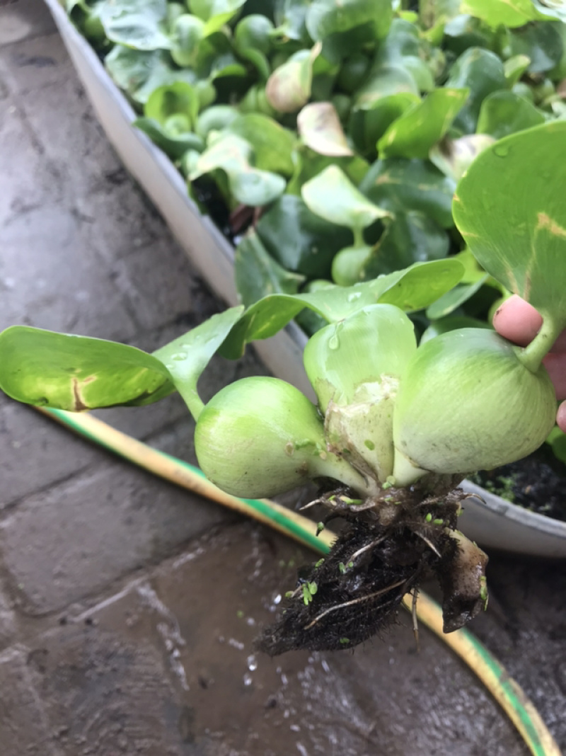 凤眼蓝水葫芦免费包邮养鱼养虾等必备量大提供发票