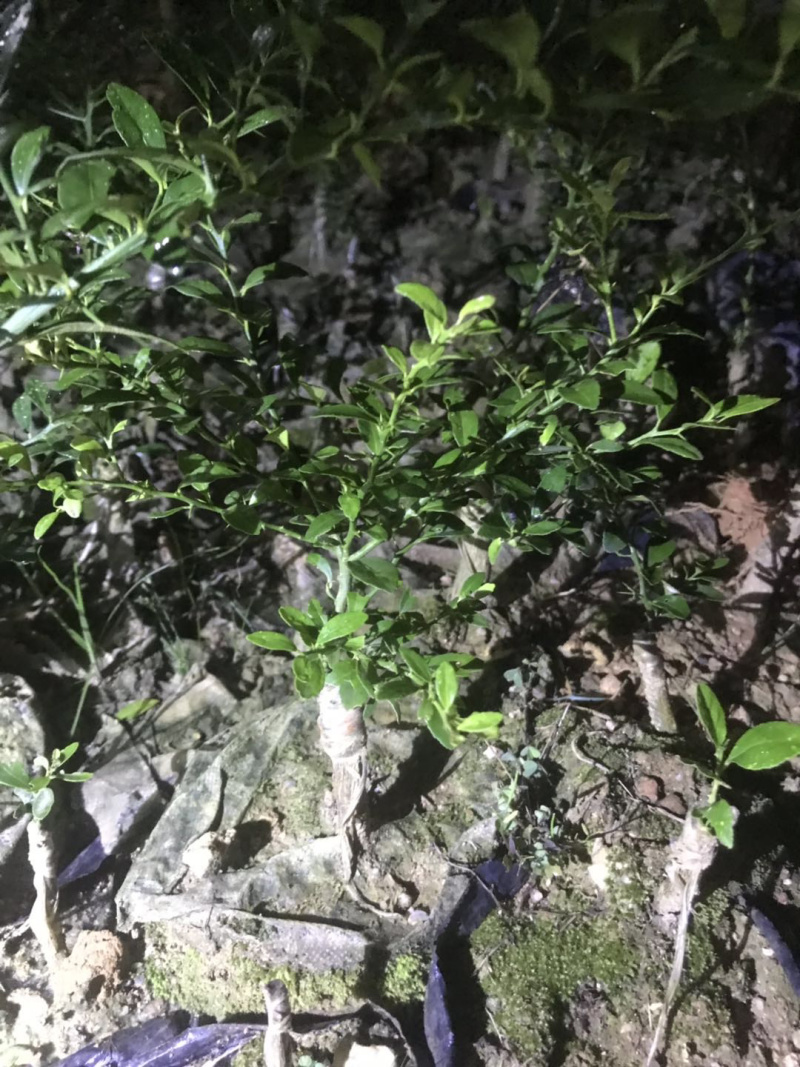 澳洲手指柠檬苗盆栽地栽