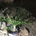 澳洲手指柠檬苗盆栽地栽
