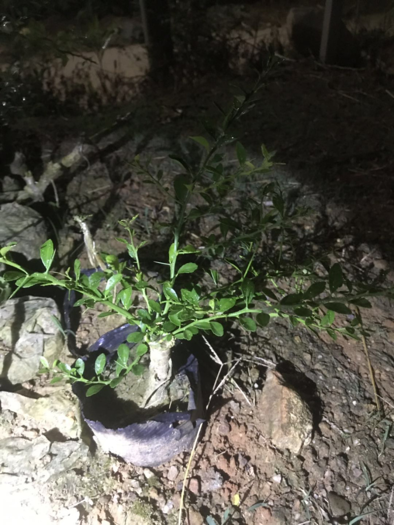 澳洲手指柠檬苗盆栽地栽