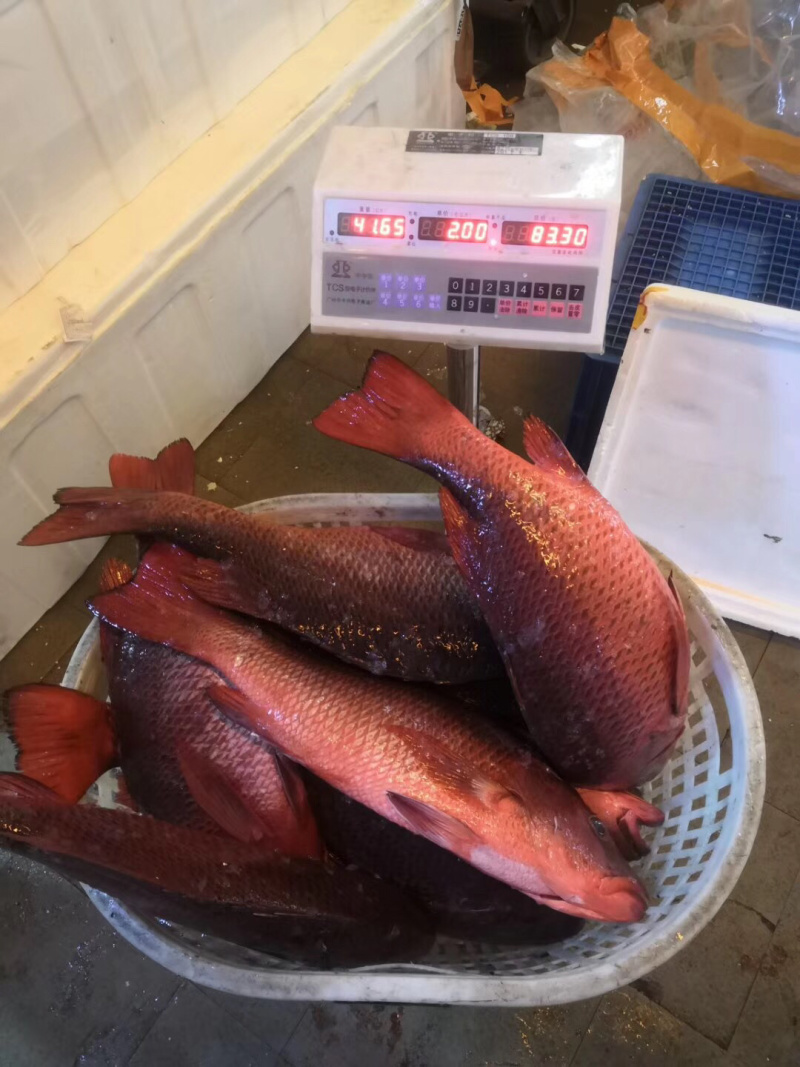 红油红友海钓深海本地海港海鱼冰鲜鱼预定当天发货大量批发