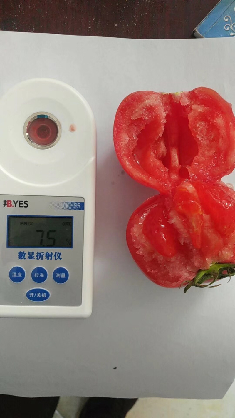 山东海阳精品海阳普罗旺斯西红柿番茄一件代发落地配