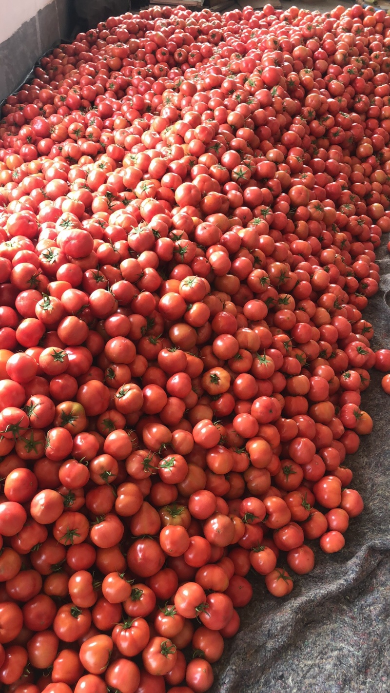 山东海阳精品海阳普罗旺斯西红柿番茄一件代发落地配