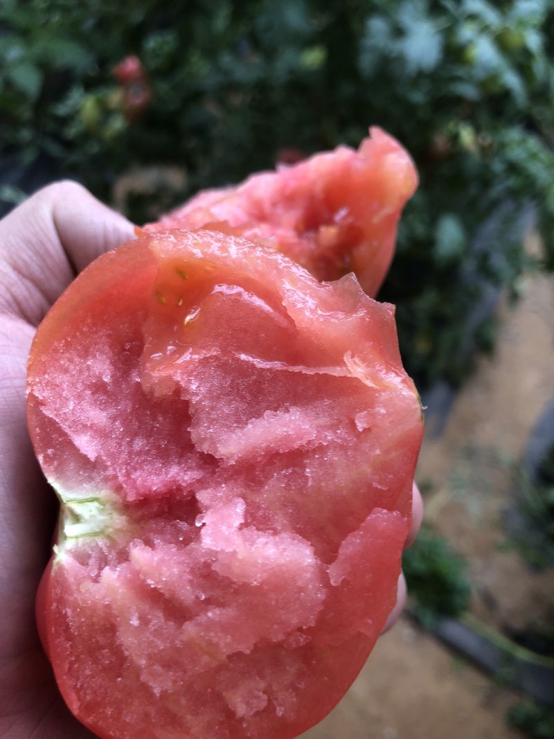 山东海阳精品海阳普罗旺斯西红柿番茄一件代发落地配