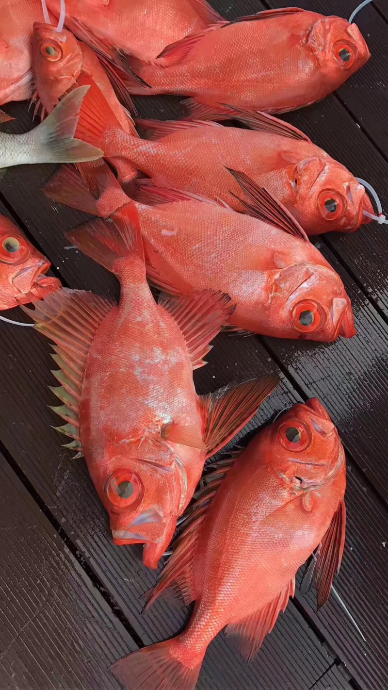 大眼鸡钓口深海鱼海钓鱼野生刺身日料食材