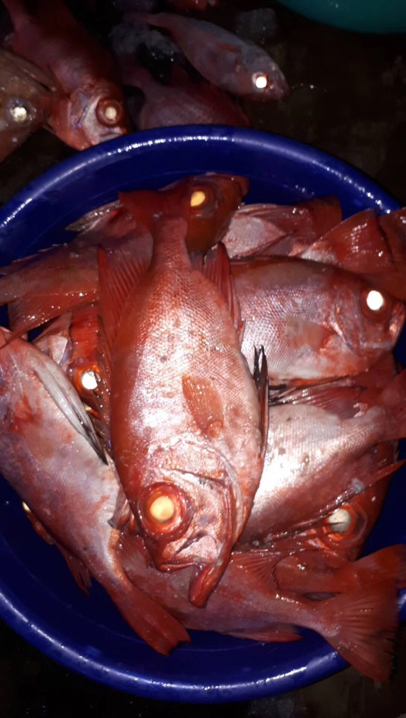 大眼鸡钓口深海鱼海钓鱼野生刺身日料食材