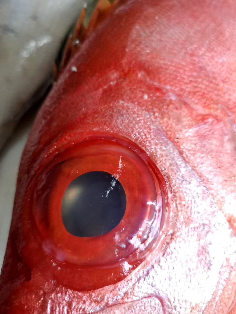 大眼鸡钓口深海鱼海钓鱼野生刺身日料食材