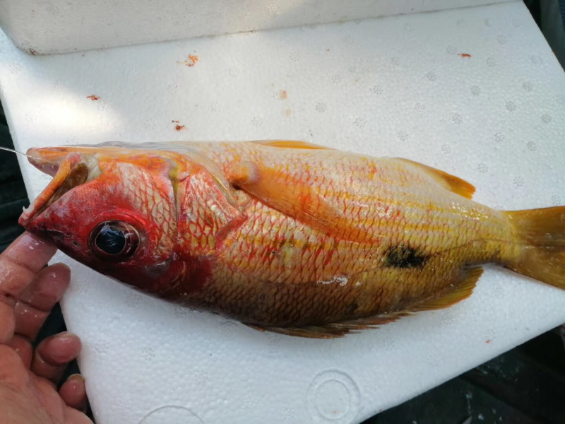 火点火典钓口深海鱼海钓鱼野生日料刺身食材大量供应