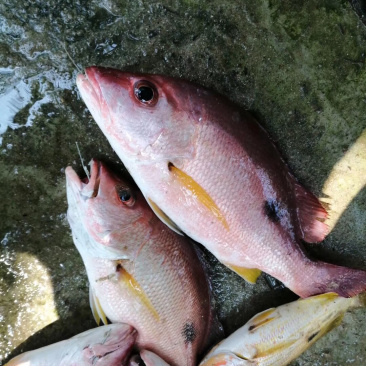 火点火典钓口深海鱼海钓鱼野生日料刺身食材大量供应