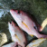 火点火典钓口深海鱼海钓鱼野生日料刺身食材大量供应