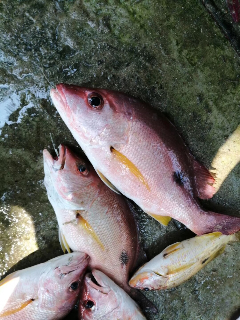 火点火典钓口深海鱼海钓鱼野生日料刺身食材大量供应