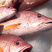 火点火典钓口深海鱼海钓鱼野生日料刺身食材大量供应