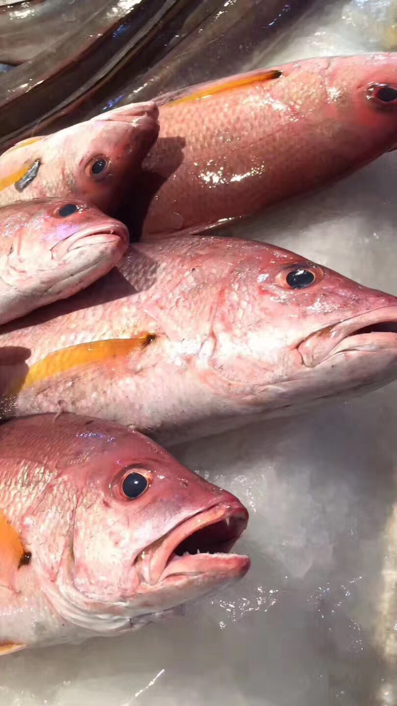 火点火典钓口深海鱼海钓鱼野生日料刺身食材大量供应