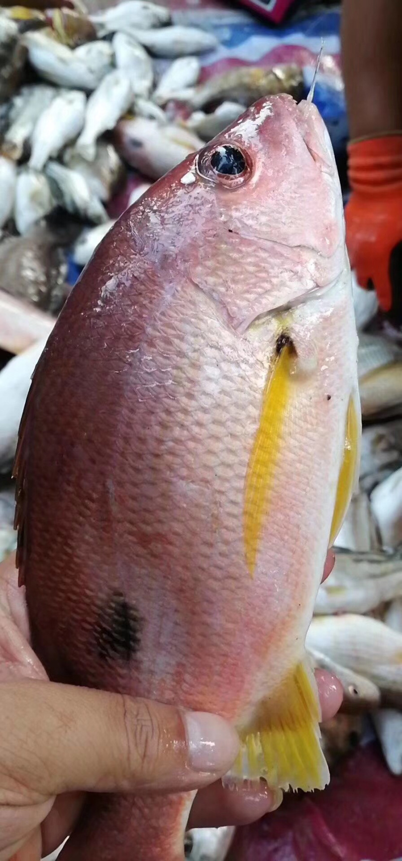 火点火典钓口深海鱼海钓鱼野生日料刺身食材大量供应