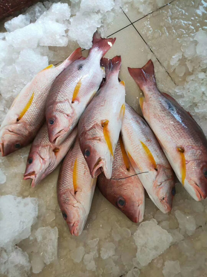 火点火典钓口深海鱼海钓鱼野生日料刺身食材大量供应