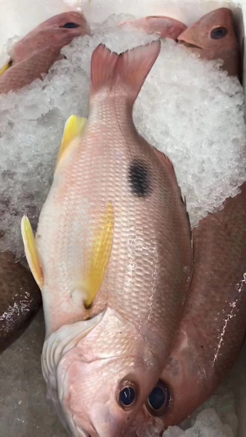 火点火典钓口深海鱼海钓鱼野生日料刺身食材大量供应