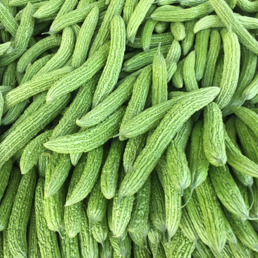 苦瓜