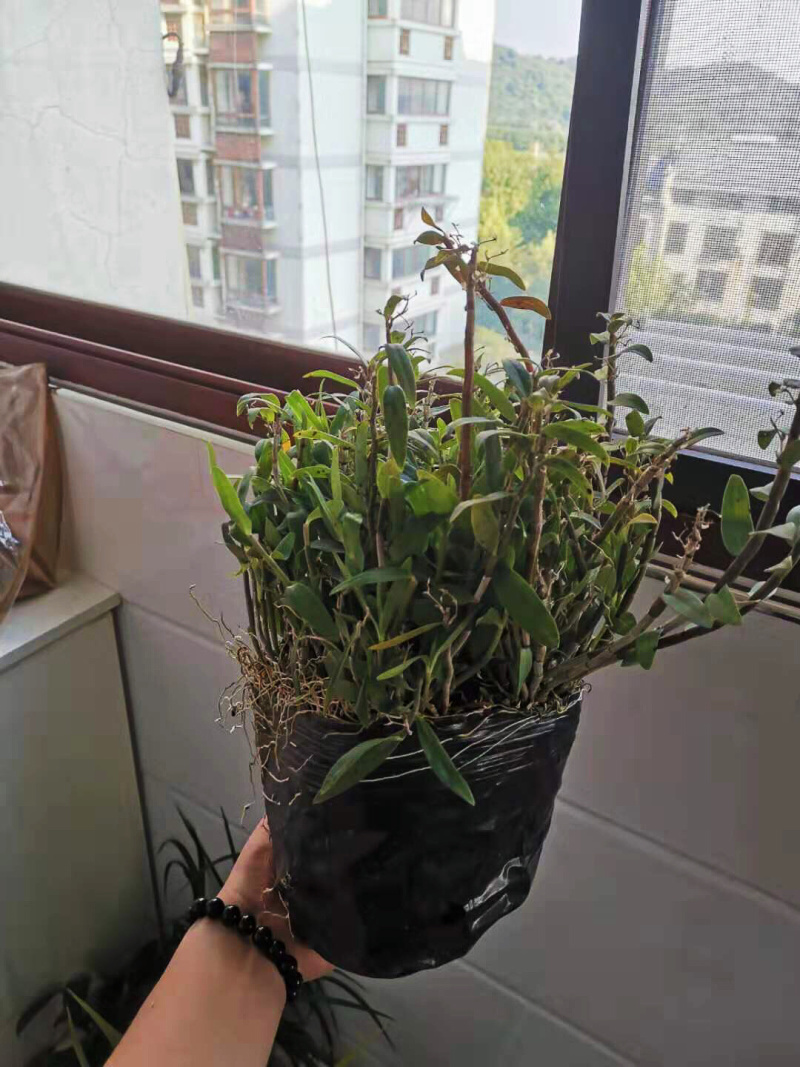 铁皮石斛种苗一公斤包邮