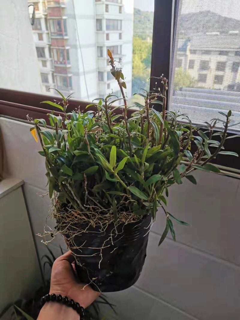 铁皮石斛种苗一公斤包邮