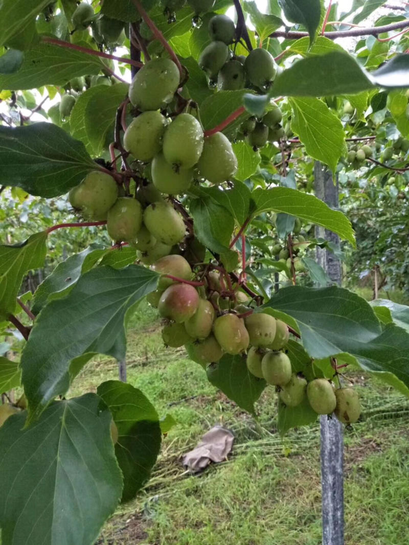 软枣猕猴桃奇异莓