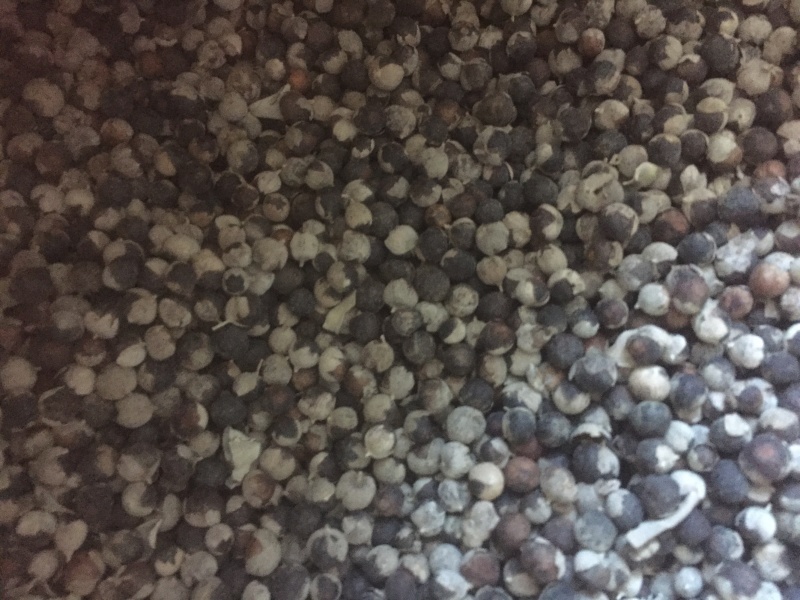 蔓荆子一手货源预订发货