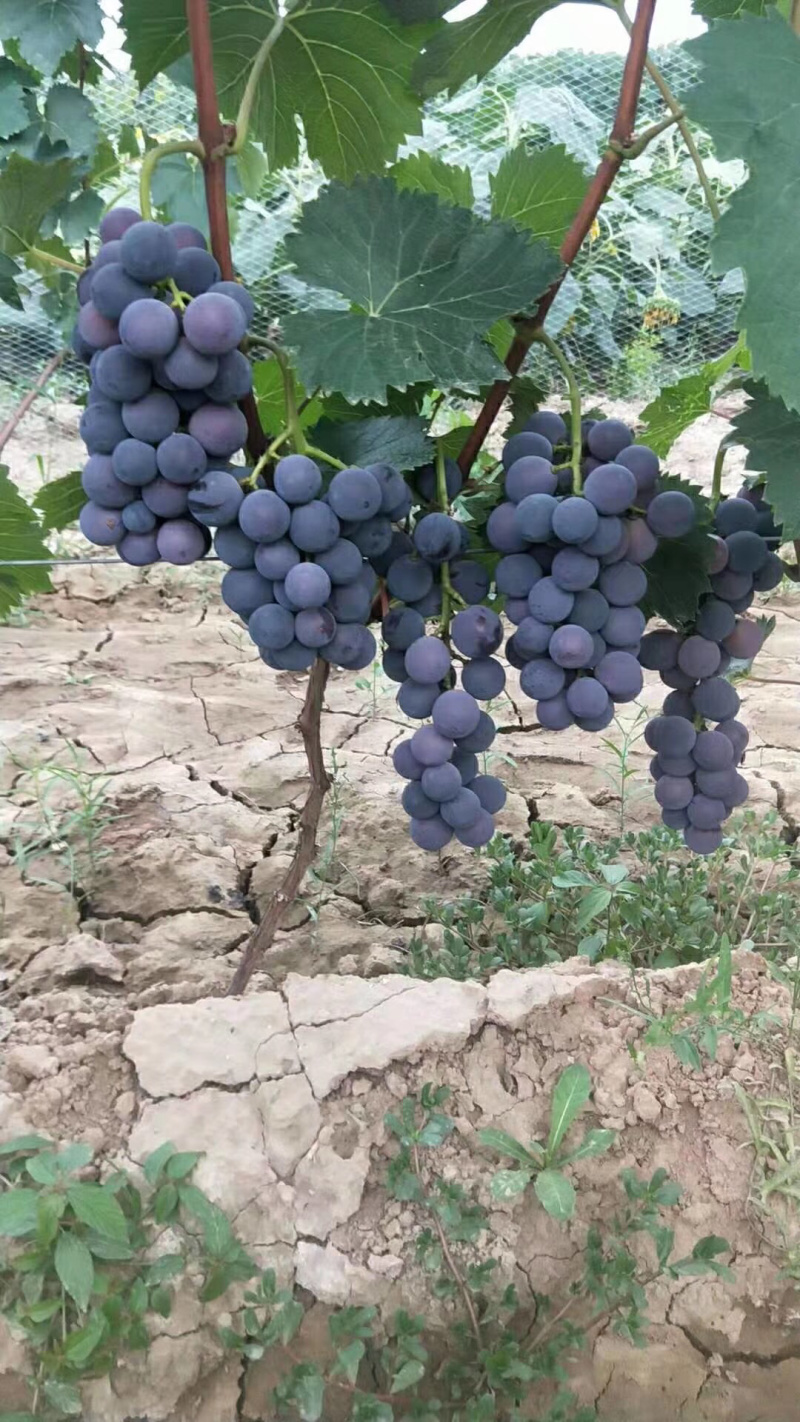 玫瑰香巨峰葡萄都已经上市，需要的可以联系我哦