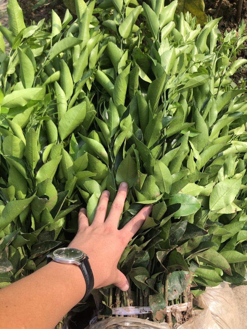 柑桔苗..品种齐全.营养杯苗.裸根苗.假值苗.1到2公分