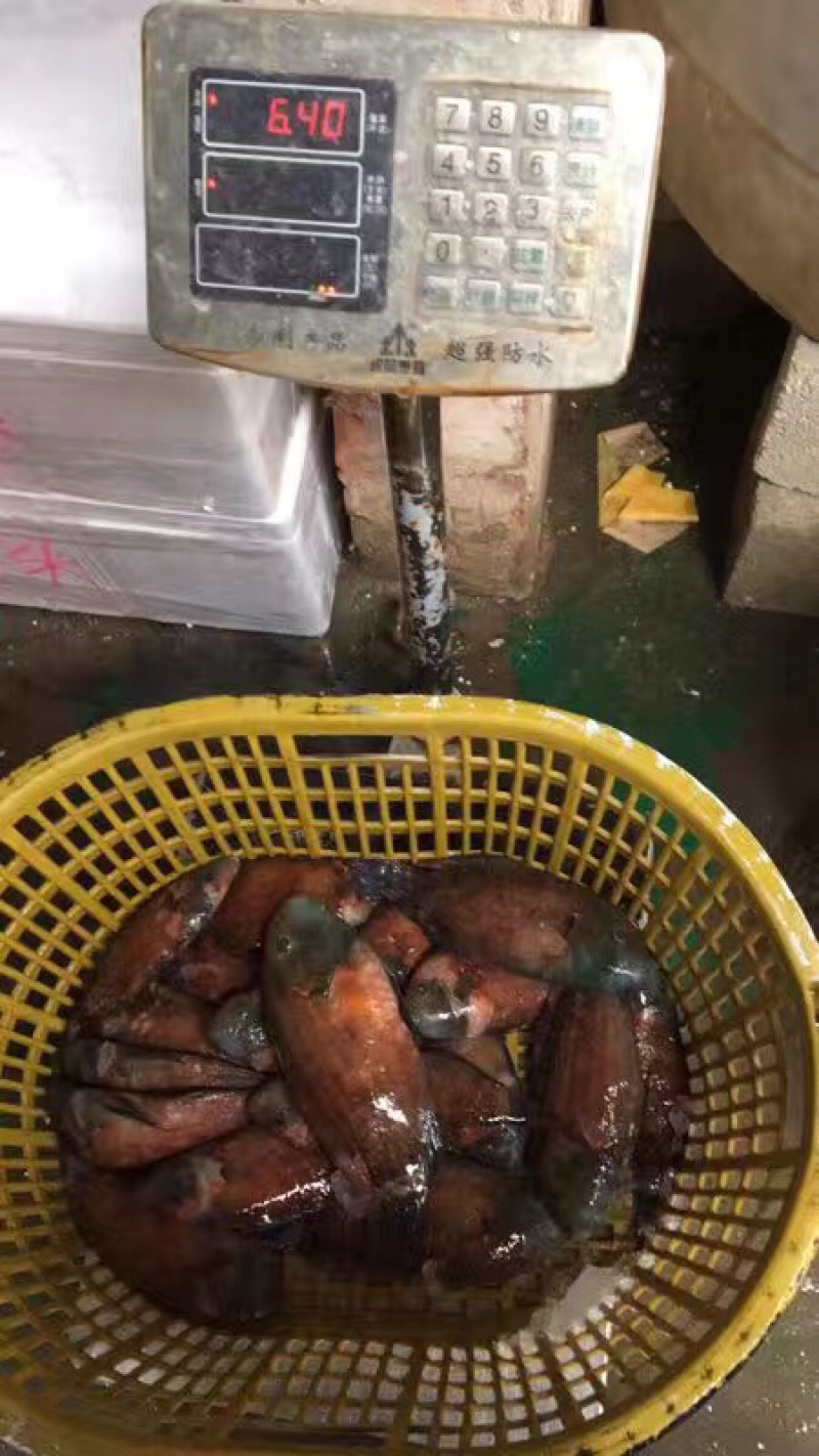 彩眉鲷鱼刺身鱼深海鱼钓口鱼海钓鱼日料食材